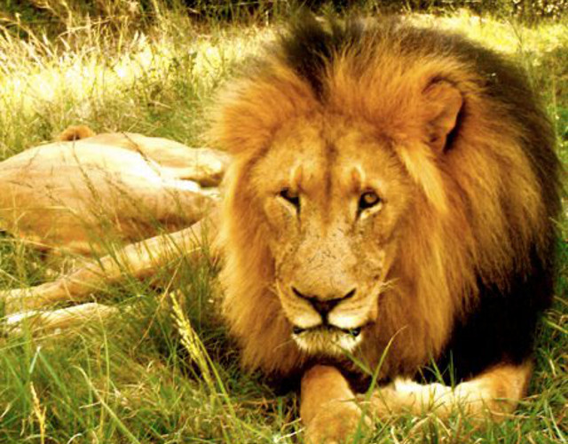 African Wildlife Lions in Africa