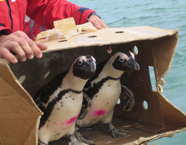 Penguins Ready For Release in South Africa