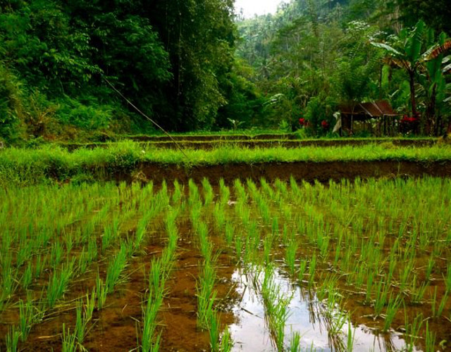 Rice Paddies in Vietnam