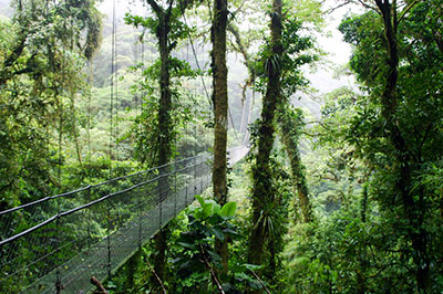 Cloud Forest in Costa Rica