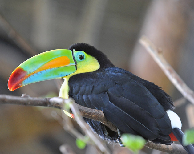 Costa Rican Toucan