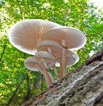 Fungi Fungi Foray