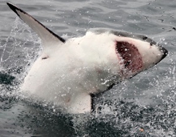 Great White Shark