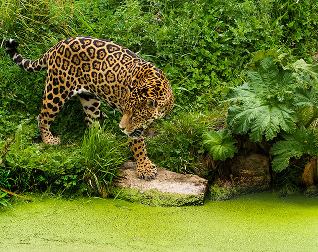 A Jaguar in the jungle