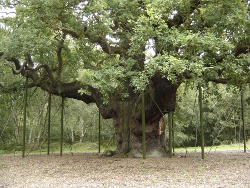 Major Oak Tree Major Oak Tree - Sherwood Forest