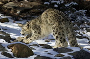 Endangered Snow Leopard