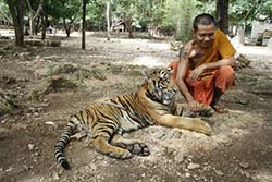 Tiger Temple Tiger Temple