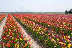Tulip Field Tulip Field