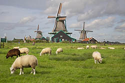 Windmills Windmills at Zaanse Schans