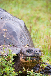 Lonesome George Lonesome George