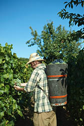 Grape Picking Grape Picking