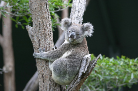 Koala Sanctuary in Brisbane