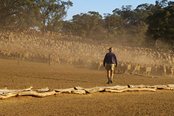 Livestock in Australia Livestock in Australia