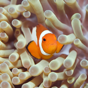 Macro Diving Macro Diving