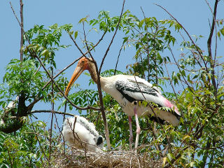 A Painted Stork
