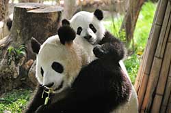 Giant Pandas Giant Pandas