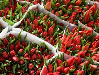 Tulips Amsterdam