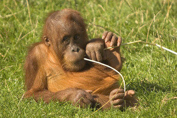 Baby Orangutan