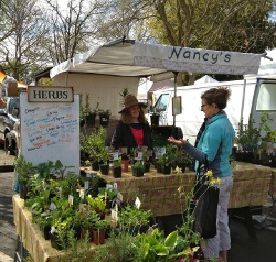 Chico Farmers' Market