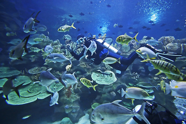 Scuba Diving Tenerife