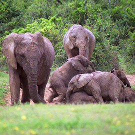 Addo Elephant National Park Addo Elephant National Park