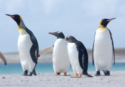 King & Gentoo Penguins