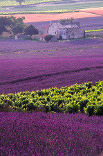 Lavendar Field