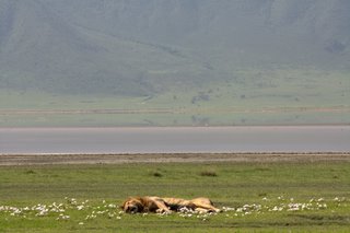 Sleepy Lion