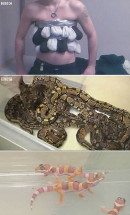 snakes and geckos