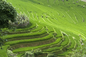 Rice Paddies in Vietnam