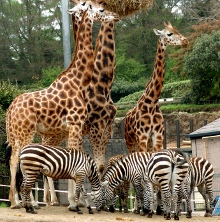 Belfast Zoo Endangered Rothschild giraffes at Belfast Zoo
