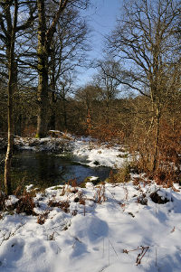 Forest of Dean The Forest