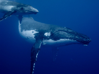 Humpback Whales A mother whale nursing her calf