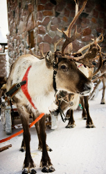 Lapland reindeer Lapland reindeer