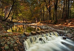 Tollymore Forest - copyright Stephen Emerson