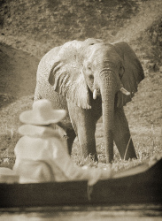 Elephant in Zambia Elephant in Zambia