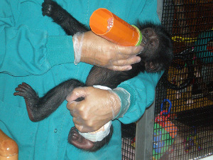 A baby chimpanzee being fed