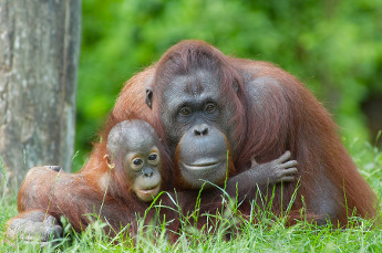 Borneo Borneo