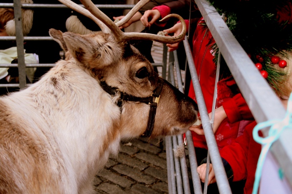 Live reindeers in Covent Gardens