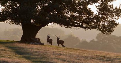 Deer In Richmond Park