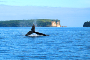 Whale In Tonga Whale In Tonga