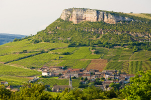 Burgundy Wine Farm