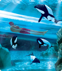 Orlando Attraction Tickets